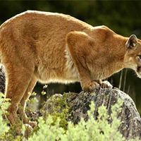 Steve French Photo 27