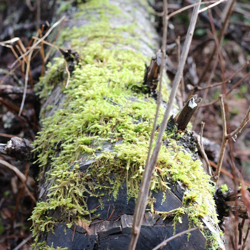 Michelle O'Donnell Photo 11