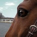 Raymond Chestnut Photo 1
