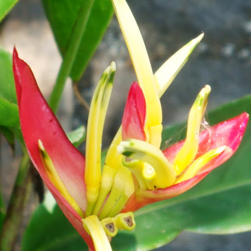 Alan Thomas Photo 41 Alan Thomas Photo 41