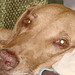 Neal Grant Photo 24