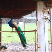 Susan Kling Photo 18