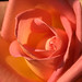 Rose Powell Photo 25