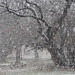 Tammy Flakes Photo 10