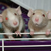 Bob Rogers Photo 22