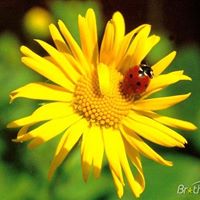 Laura Hopkins Photo 16