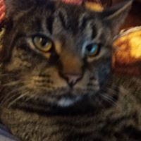 Cindy Botelho Photo 8