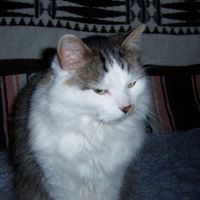 Sharon German Photo 14