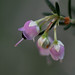 Erica Bush Photo 34