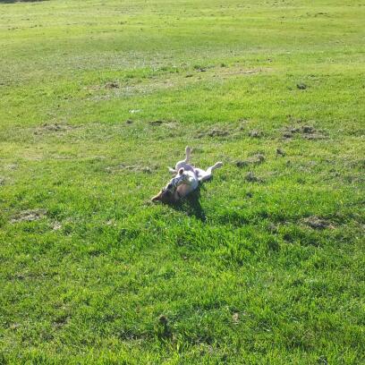 Daniel Collett Photo 10