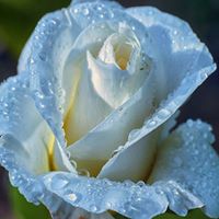 Cynthia Capps Photo 5