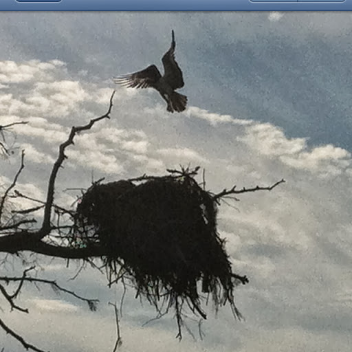 Scott Segars Photo 10