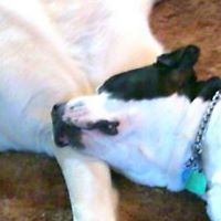 Debra Flanagan Photo 17