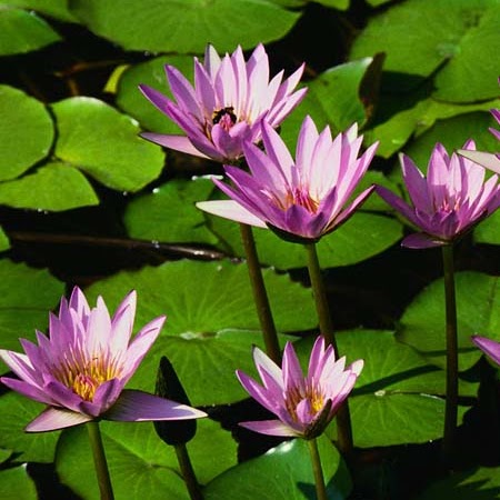 Emily Goldman Photo 33