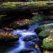 Joyce Moss Photo 10