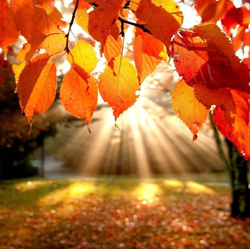 Richard Samuels Photo 33