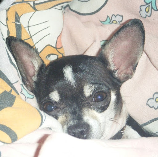 Sandra Simonds Photo 3