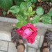 Rose Grillo Photo 6