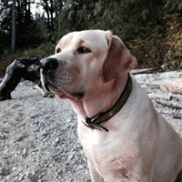 Cheri Curtis Photo 9