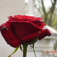 Susan Millender Photo 3