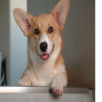 Pat Fletcher Photo 33