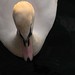 Dawn Bard Photo 12