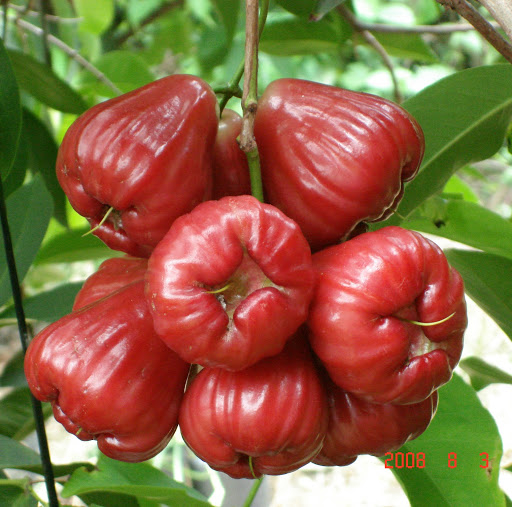 Charles Cheng Photo 30 Charles Cheng Photo 30