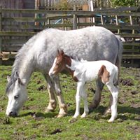 Anne Simpson Photo 24 Anne Simpson Photo 24