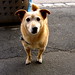 Harvey Russell Photo 8