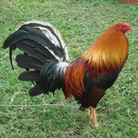 Rodolfo Hernandez Photo 19