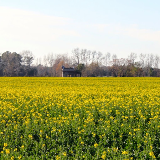 Jill Simmons Photo 37