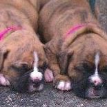 Rena Mcdaniel Photo 7