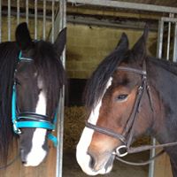 Tracy Spalding Photo 29