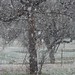 Tammy Snow Photo 28