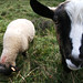 Shawn Mouton Photo 8