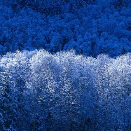 Nemo Nguyen Photo 10