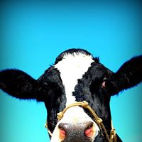 Danielle Hoffman Photo 11 Danielle Hoffman Photo 11