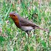 Robin Sullivan Photo 11