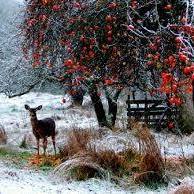 Patricia Marcum Photo 9