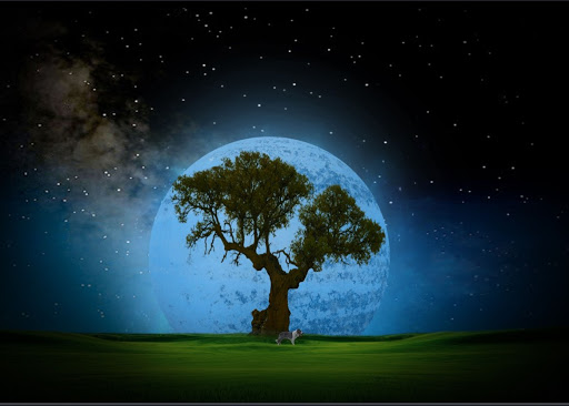 Sarah Mcdermott Photo 7