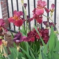 Jim Mccarthy Photo 10 Jim Mccarthy Photo 10