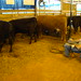 Chris Milam Photo 12