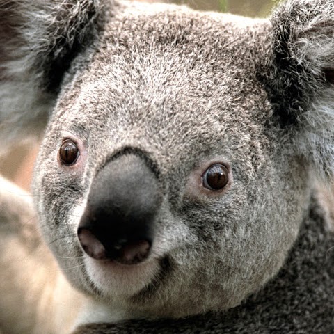 Jose Bocanegra Photo 20