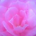 Camelia Sharp Photo 7