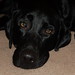 Wes Power Photo 5