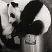 Yang Cha Photo 28