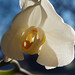 Diane Comer Photo 31
