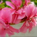 Suzanne Walther Photo 21