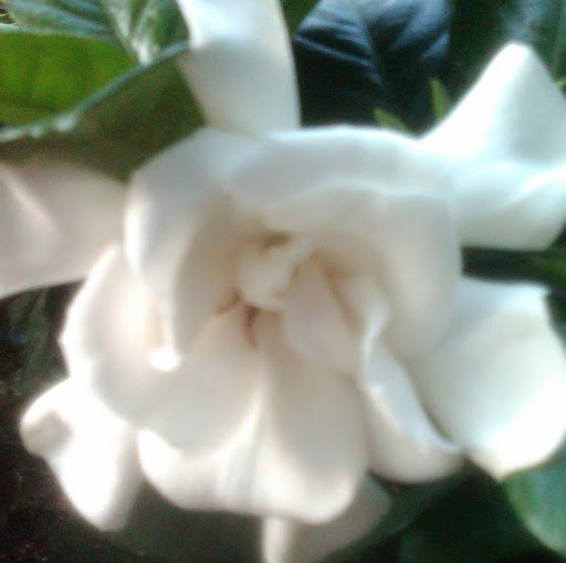 Nancy Humphrey Photo 24