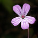 Robert Flowers Photo 28